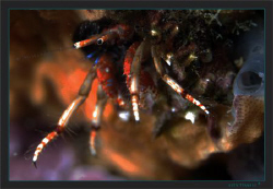 The Mediterranean hermit crab Calcinus tubularisis is spe... by Sven Tramaux 